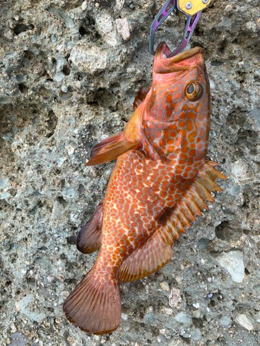 キジハタの釣果