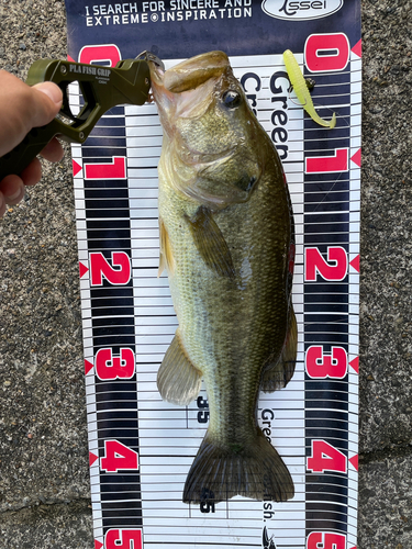 ブラックバスの釣果