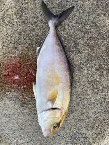 カンパチの釣果