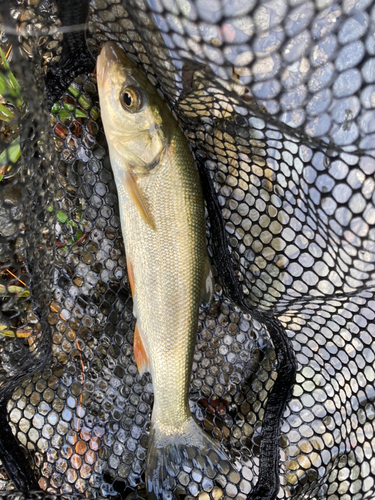 ウグイの釣果