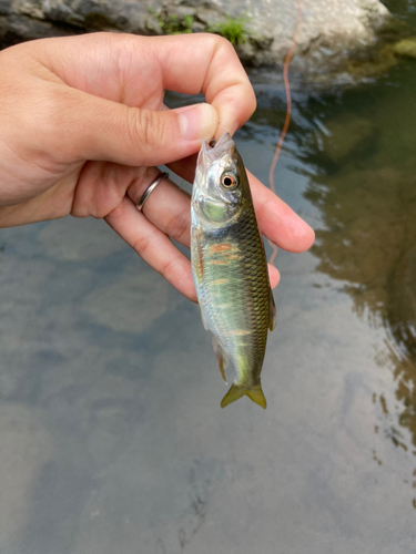 オイカワの釣果