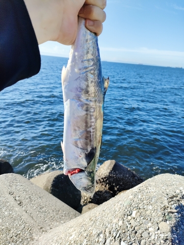 サゴシの釣果