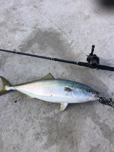 ワラサの釣果