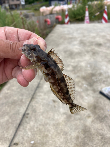 アイナメの釣果