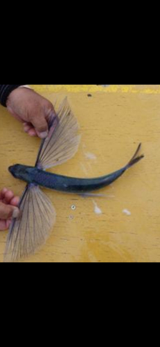 トビウオの釣果