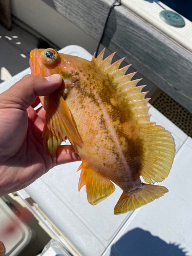 ヤナギノマイの釣果