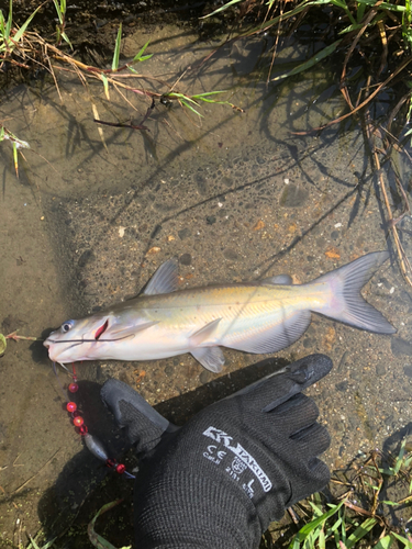 アメリカナマズの釣果