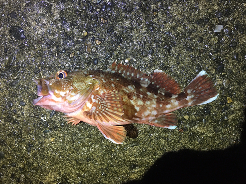 カサゴの釣果