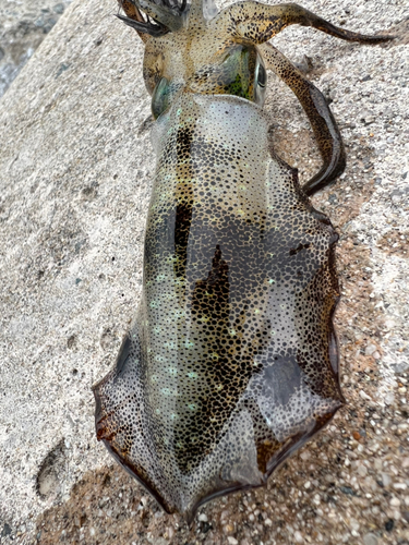 アオリイカの釣果