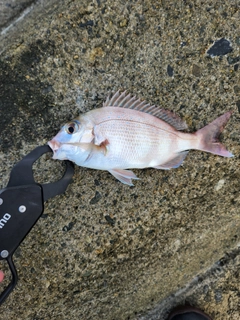 チャリコの釣果