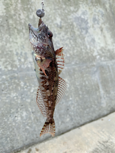 アナハゼの釣果