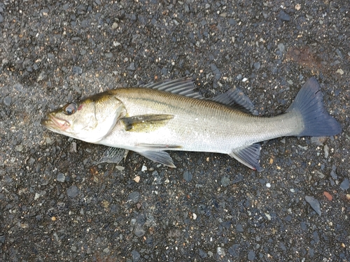 セイゴ（マルスズキ）の釣果