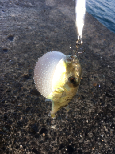 フグの釣果