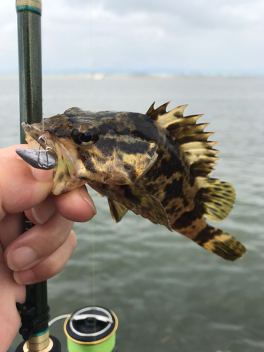 タケノコメバルの釣果