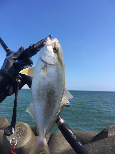 ショゴの釣果