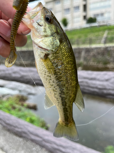 ラージマウスバスの釣果