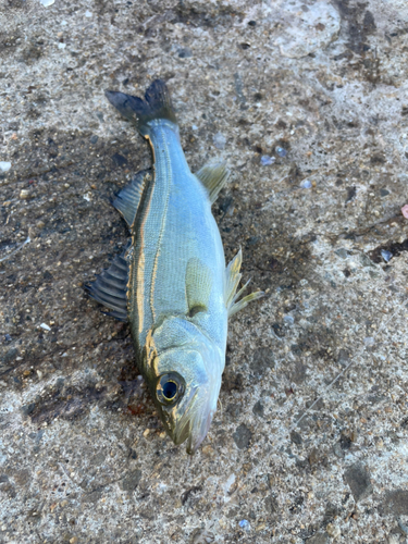 セイゴ（マルスズキ）の釣果