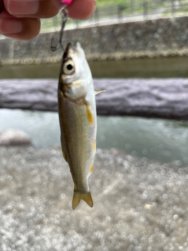 ウグイの釣果