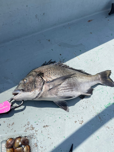 クロダイの釣果