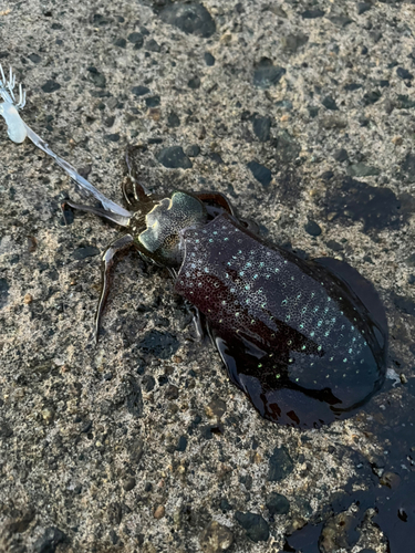 アオリイカの釣果