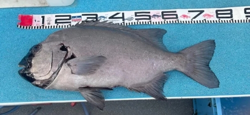 イシダイの釣果