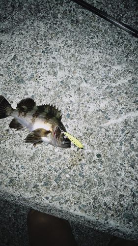 クロメバルの釣果