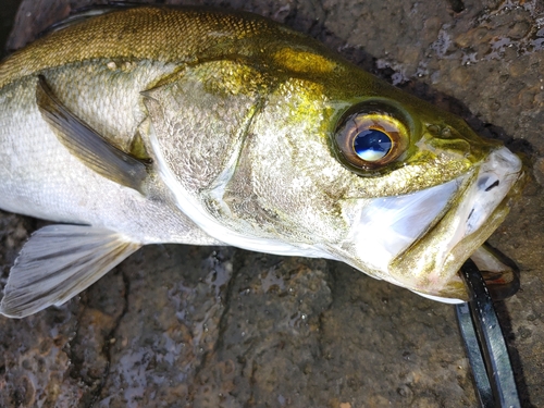 セイゴ（マルスズキ）の釣果