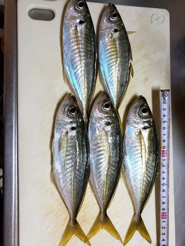 アジの釣果