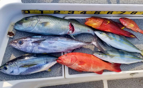 アオチビキの釣果