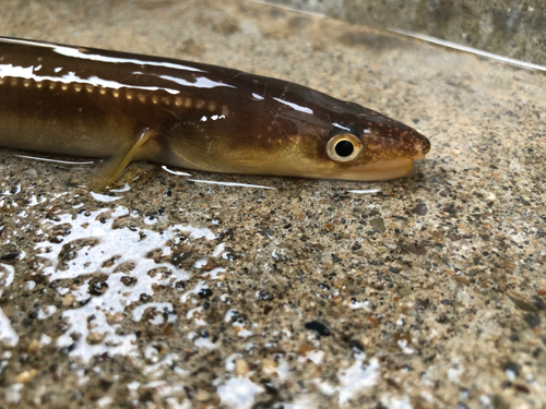 アナゴの釣果