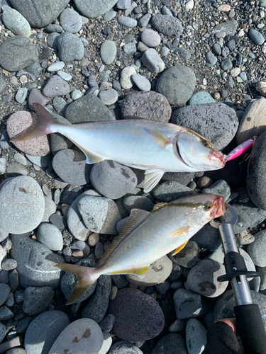 ショゴの釣果