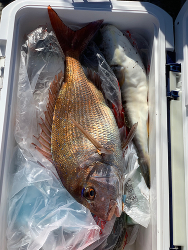 タイの釣果