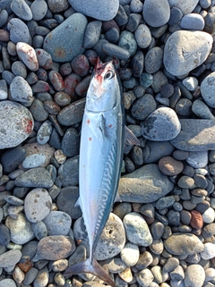 ヒラソウダの釣果