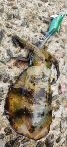 アオリイカの釣果