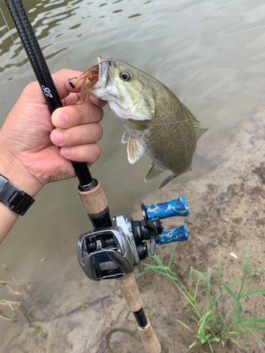 スモールマウスバスの釣果