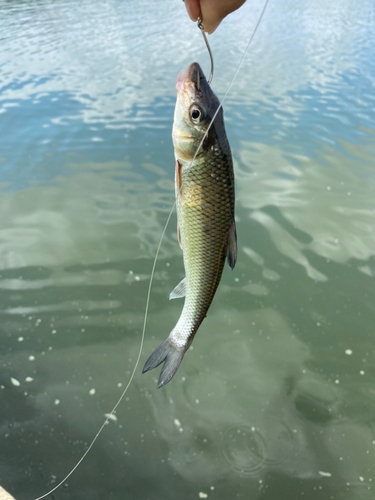 ニゴイの釣果