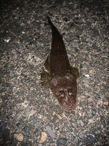 マゴチの釣果