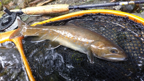 ヤマトイワナの釣果