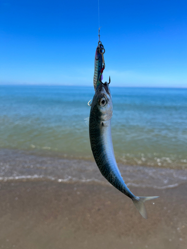 釣果