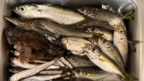 サバの釣果