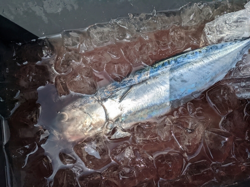 ソウダガツオの釣果