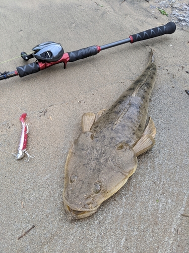 ミナミマゴチの釣果