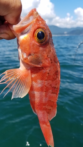 ユメカサゴの釣果