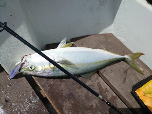 ハマチの釣果