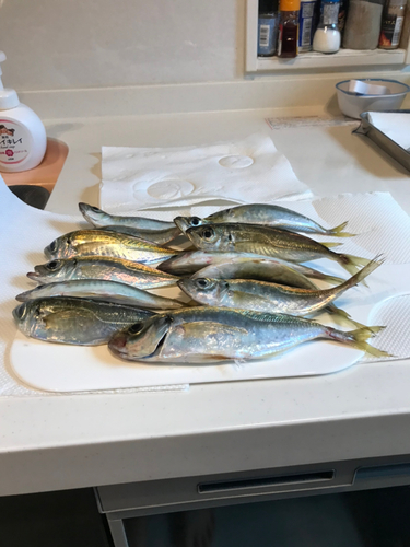 アジの釣果