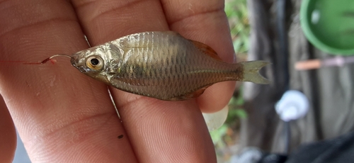 タイリクバラタナゴの釣果