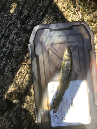 タカハヤの釣果