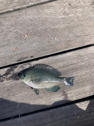 メジナの釣果