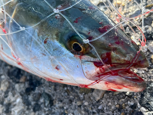 ハマチの釣果