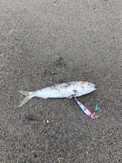 コノシロの釣果